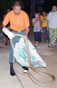 BAHAYA...ular tedung selar sepanjang 4.5 meter yang ditangkap anggota Jabatan Pertahanan Awam Malaysia (JPAM).